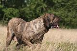 FILA BRASILEIRO 136